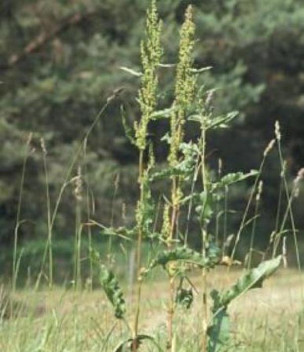 kruset skæppre- nem kilde til gul og en ukrudtsplante